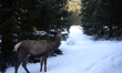 In Zakopane, Poland, on January 17, 2026, a red deer (Cervus elaphus) is on a trail in Tat...