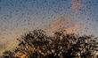 Thousands of Rosy Starlings sweep across the dusk sky over Old Ahmedabad, India, on Januar...