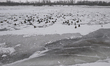 KAZIMIERZ DOLNY, POLAND – JANUARY 23:A flock of mallard ducks gathers on the snow-covered...