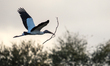 A wood stork carries nesting material back to its nest in Delray Beach, Florida, on Januar...