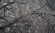 Ice hangs from trees during a winter storm in Brentwood, Tenn., on January 25, 2026. A sta...
