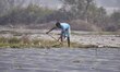 Farmers manage watermelon seedlings in a field in Nagaon District, Assam, India, on Januar...