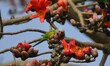 A parrot sits on the branch of a Bombax tree in Nagaon District, Assam, India, on February...