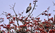 Greater Adjutant Storks sit on their nest on a Bombax tree in full bloom in Nagaon Distric...