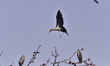 Greater Adjutant Storks sit on their nest on a Bombax tree in full bloom in Nagaon Distric...