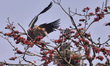 Greater Adjutant Storks sit on their nest on a Bombax tree in full bloom in Nagaon Distric...
