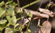 A Giant Golden Orbweaver spider (Nephila pilipes) has a large web in open areas used to tr...