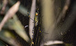 A Giant Golden Orbweaver spider (Nephila pilipes) has a large web in open areas used to tr...