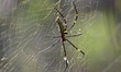 A Giant Golden Orbweaver spider (Nephila pilipes) has a large web in open areas used to tr...