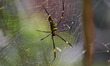 A Giant Golden Orbweaver spider (Nephila pilipes) has a large web in open areas used to tr...