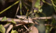 A Giant Golden Orbweaver spider (Nephila pilipes) has a large web in open areas used to tr...