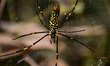 A Giant Golden Orbweaver spider (Nephila pilipes) has a large web in open areas used to tr...