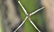 A St. Andrew's cross spider uses a large web in open areas to trap flying insects in Nagao...