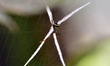 A St. Andrew's cross spider uses a large web in open areas to trap flying insects in Nagao...