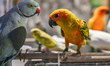 DOHA, QATAR – FEBRUARY 19: An Indian ringneck parakeet (Psittacula krameri) (left) and a...