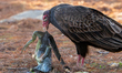 A turkey vulture feeds on a dead green iguana killed by unusually cold weather in Delray B...