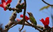 A barbet bird sits on the branch of a Bombax tree in Nagaon District, Assam, India, on Feb...