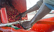Workers of the Mubuyu Farm, Zambia, use a coffee pulper to remove red skin from coffee bea...
