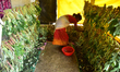 A woman takes care of her Eri silkworm larvae as they feed on castor leaves in her home in...