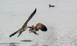 A pair of Canada geese fight at the Fernald Nature Preserve near Ross, Ohio, on March 10,...