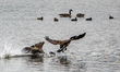 A pair of Canada geese fight at the Fernald Nature Preserve near Ross, Ohio, on March 10,...