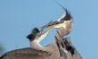 Great blue heron chicks beg their mom for food at Wakodahatchee Wetlands in Delray Beach,...