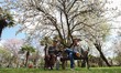 Men sit on a bench near blooming almond trees at the Badamwari Garden in downtown Srinagar...