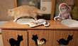 Jakarta, Indonesia, 16 March 2026  :  Arnamir hotel cats at Cikajang, South Jakarta with r...