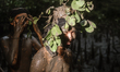 A Balinese man smears his body with mud at the Kedonganan mangrove forest on the island of...