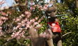 A view of a fox sculpture at Fushimi Inari Shrine in Kyoto, Japan on March 23, 2026. 