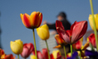 A tulip field is seen at Yangpu Bund in Shanghai, China, on March 27, 2026. 