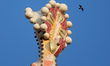 A pair of peregrine falcons are established at the Sagrada Familia as part of a reintroduc...