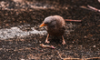 A Jungle Babbler (Argya striata) preys on a juvenile Indo-Pacific Gecko (Hemidactylus Garn...