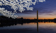 Global travelers admire the Yoshino cherry trees at the Tidal Basin in Washington, United...