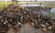 Farmers tend to a flock of ducks near a paddy field during sunset in Nakhon Sawan province...