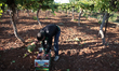 worker collects grape crops into a boxes in the season of grape picking in Hebron city, we...