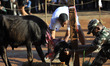 A Nepalese devotee slaughter a buffalo on the occasion of Navami, ninth day of Dashain Fes...