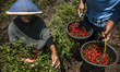 A farmer take a chili in village Bugisan, Klaten, Central Java, Indonesia on October 14, 2...