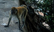 Long-tailed macaques (Macaca fascicularis) chained to a tree as a pet is seen playing in L...