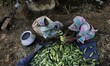 Village living farmers look at their vegetable agricultural field and plucking cucumbers t...