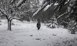 People walk during snowfalls in Istanbul, Turkey on January 7, 2017. Several airlines canc...
