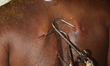 Hooks pierced into the flesh of the back of a Tamil Hindu devotee during the Vinayagar The...