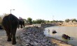 Elephants cool off themselves in a pond to beat the heat during the hot summer day at Elep...