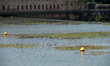 Buoys surrounded by algae. Due to warm weather, low waters and intensive use of fertilizer...