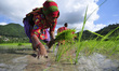 Nepalese farmer's plants Rice Samplings during the celebration of National Paddy Day "ASHA...