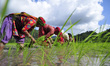 Nepalese farmer's plants Rice Samplings during the celebration of National Paddy Day "ASHA...