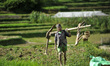 65yrs old, RATNA BAHADUR NAGARKOTI arrives to plowing paddy field using ox for the rice pl...
