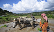 65yrs old, RATNA BAHADUR NAGARKOTI plowing paddy field using ox for the rice plantation du...