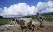 65yrs old, RATNA BAHADUR NAGARKOTI plowing paddy field using ox for the rice plantation du...