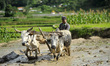 65yrs old, RATNA BAHADUR NAGARKOTI plowing paddy field using ox for the rice plantation du...